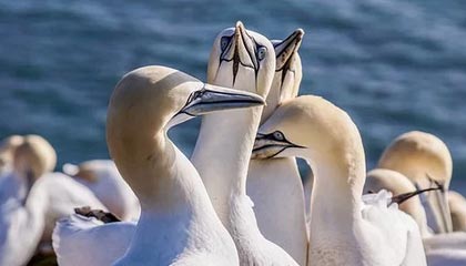 星空体育电脑版-中国足球比赛中球员心理波动周期追踪，足球心理素质