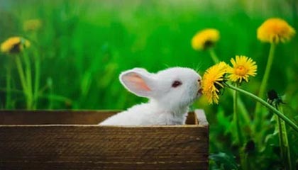 星空体育电脑版-中国足球比赛中球员心理波动周期追踪，足球心理素质